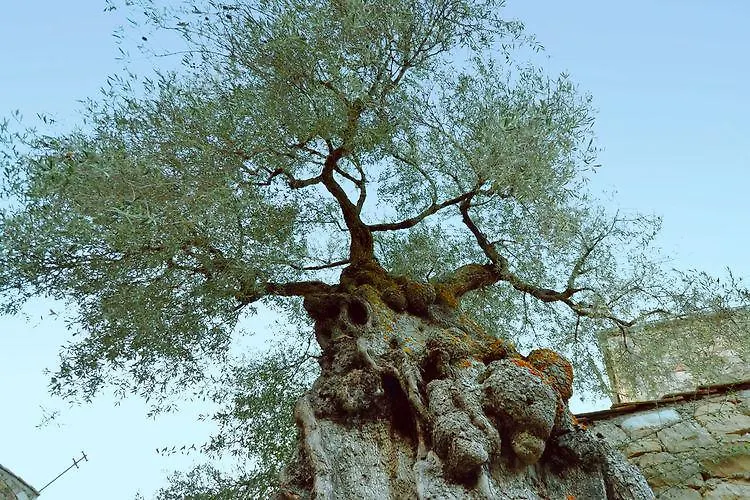 Vila Masseria San Giovanni Sgadari Petralia Soprana Farma